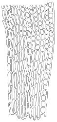 Gertrudiella torquata, lower laminal cells (atypically elongate), margin on right. Drawn from J.E. Beever 99-84b, CHR 611397.
 Image: R.D. Seppelt © R.D.Seppelt All rights reserved